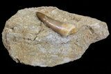Fossil Plesiosaur (Zarafasaura) Tooth On Sandstone - Morocco #70300-2